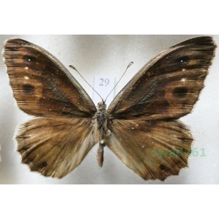 Hipparchia statilinus (Hufnagel, 1766) male Skalnik statilinus Hungaria29
